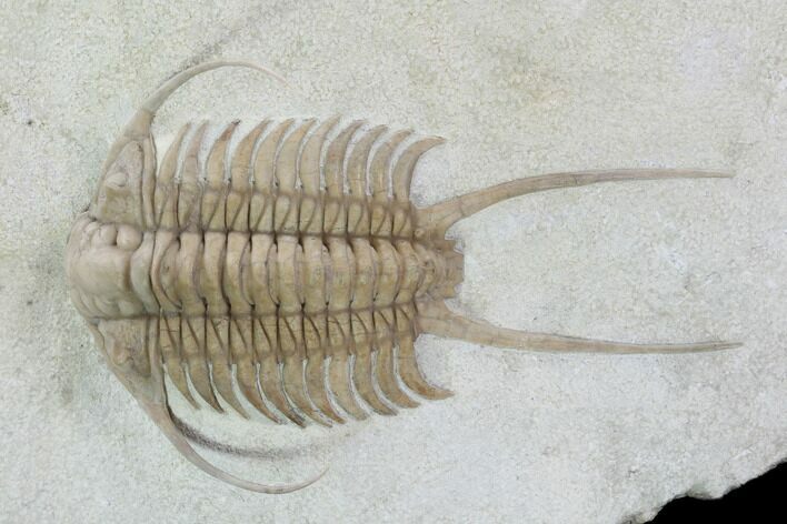 Spectacular Paraceraurus Trilobite - Russia #99181